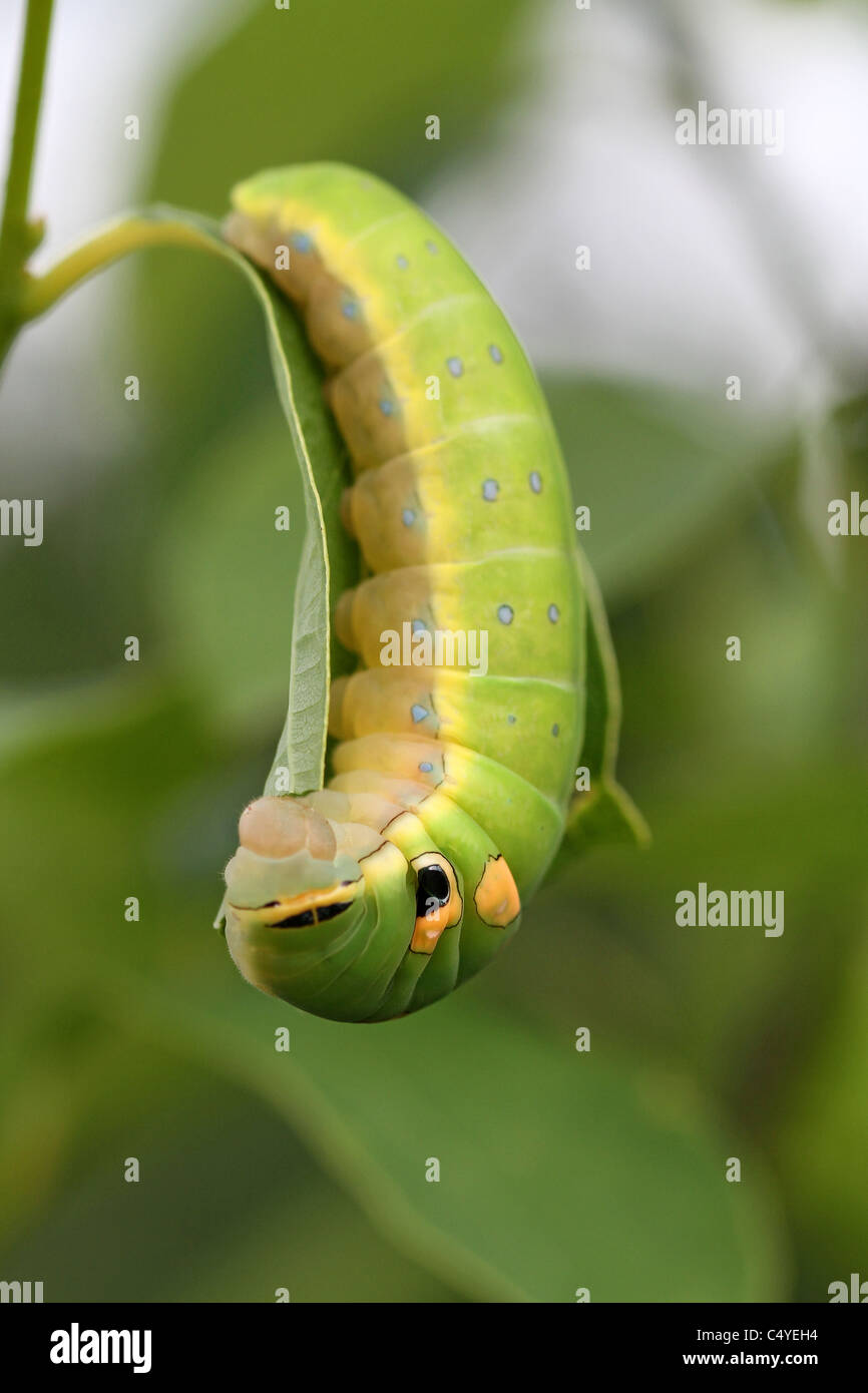 Spicebush swallowtail larvae eating leaf Stock Photo