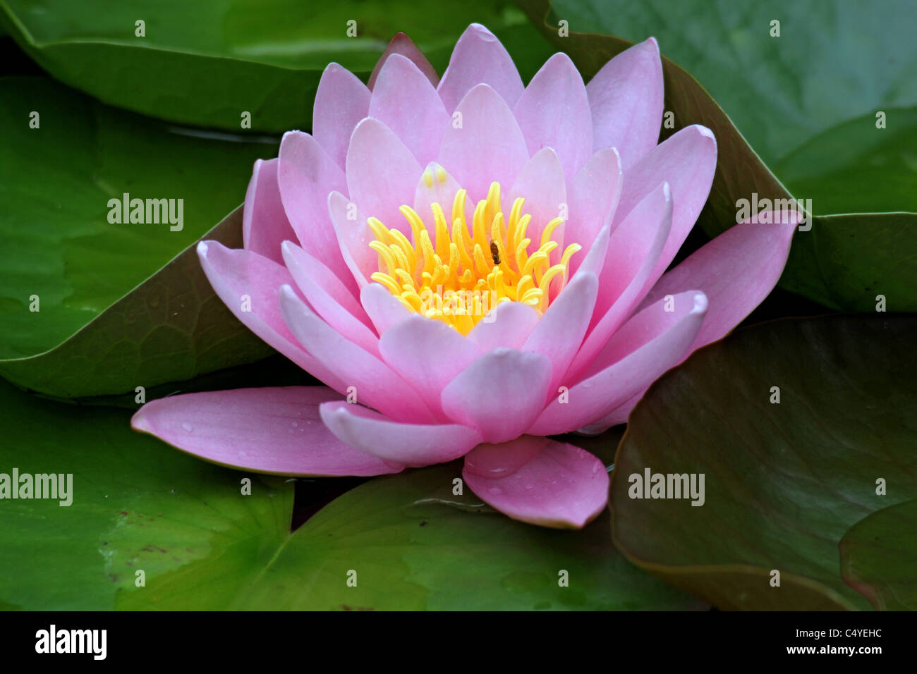 Water lily in bloom Stock Photo