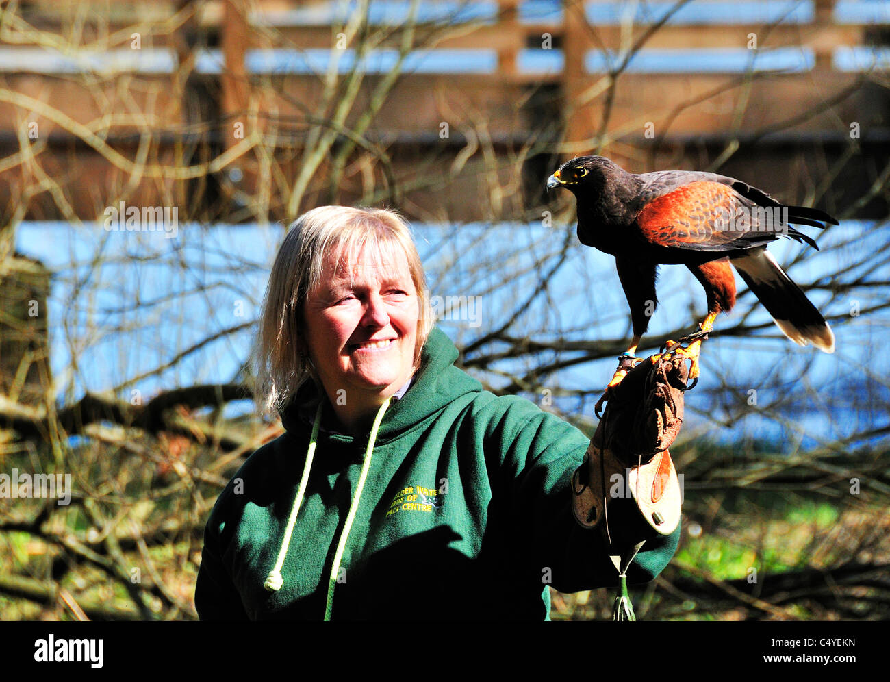 'Monty' the Harris Hawk  lands  on the glove  at the  Birds of Prey Center, Kielder Water,  Northumberland, England, UK Stock Photo