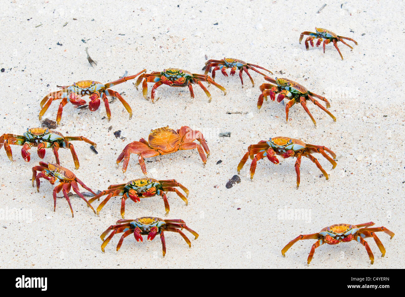 Sally Lightfoot crabs on beach on Baltra Island in the Galapagos Islands Ecuador Stock Photo