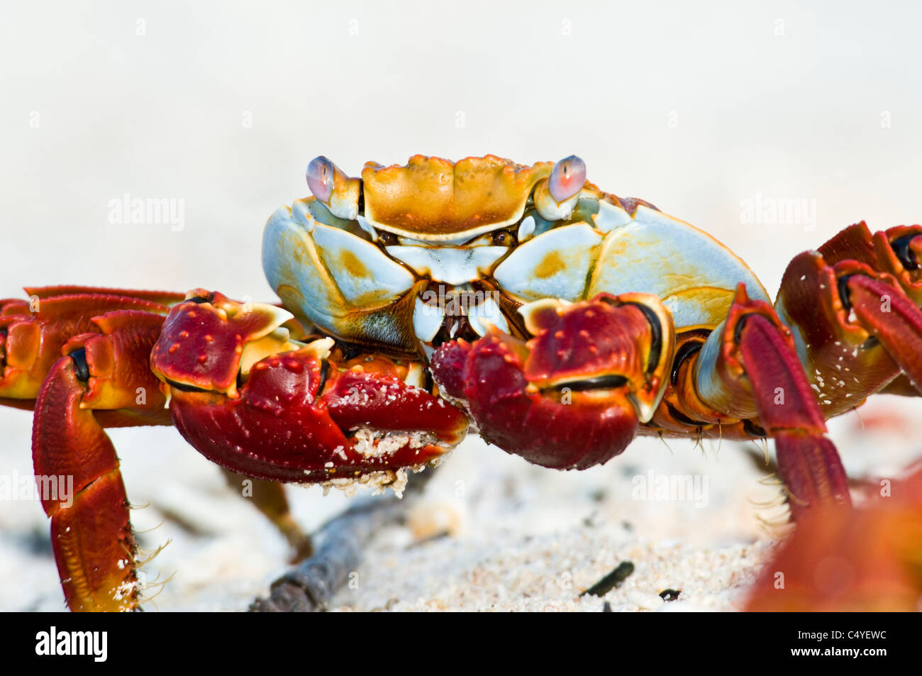 Sally Lightfoot crab eating on beach on Baltra Island in the Galapagos Islands Ecuador Stock Photo