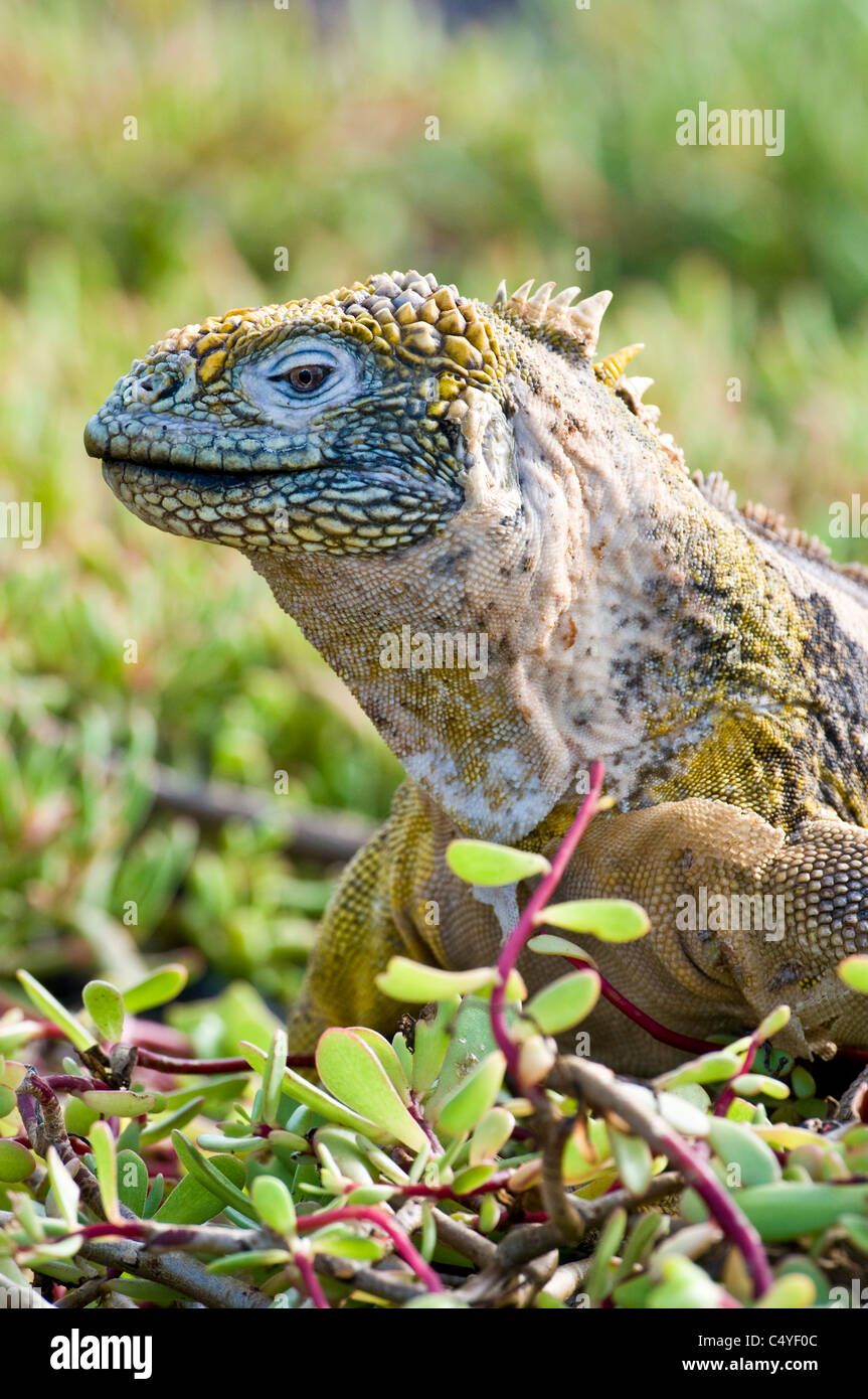 Land Iguana in a bed of Galapagos carpetweed on South Plaza Island in the Galapagos Islands Ecuador Stock Photo