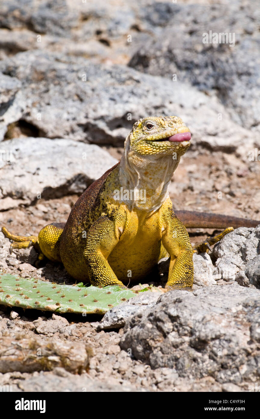 Land iguana eating cactus pad (Opuntia echios echios) on South Plaza Island in the Galapagos Islands Ecuador Stock Photo