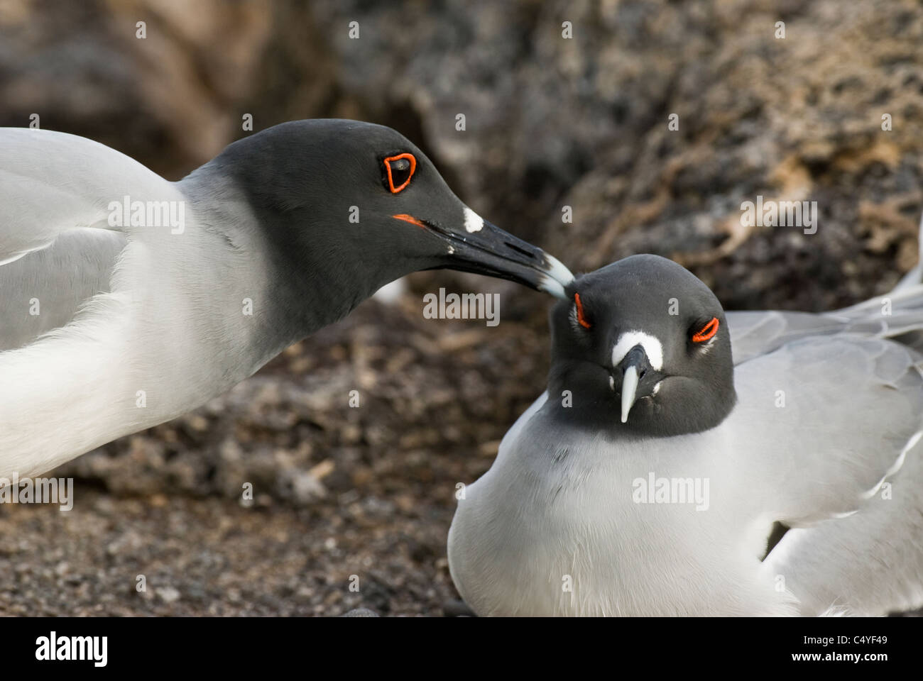 Swallow-tailed gull mutual preening on South Plaza Island in the Galapagos Islands Ecuador Stock Photo