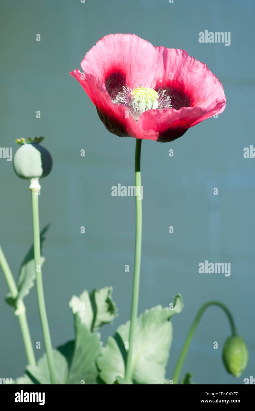 Red Opium Poppy growing in UK. Stock Photo