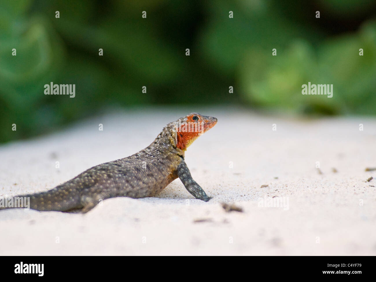 Female lava lizard on Santa Fe Island in the Galapagos Islands Ecuador Stock Photo