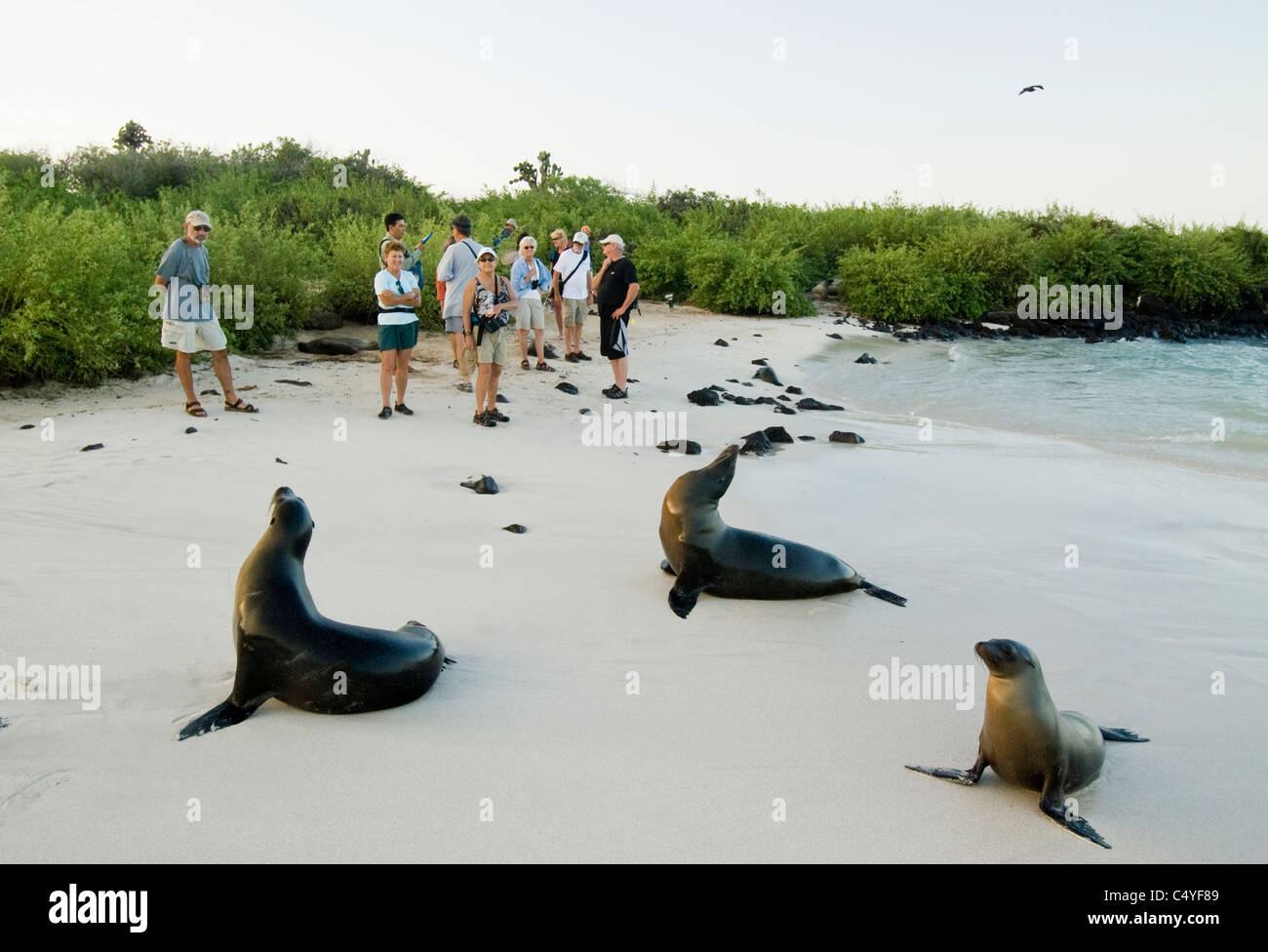 Galapagos sea lion and tourists on Santa Fe Island in the Galapagos Islands Ecuador Stock Photo