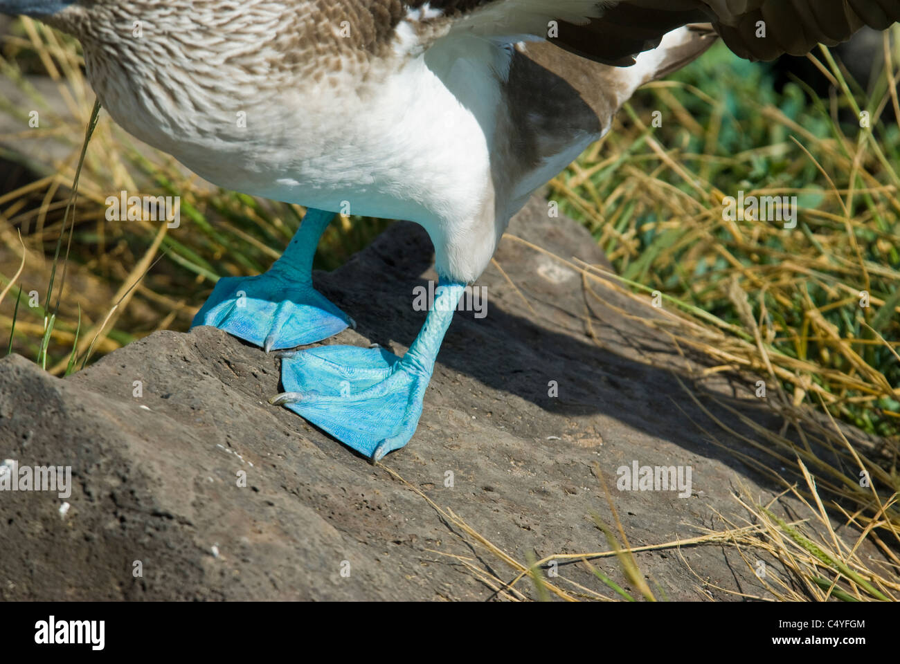Blue-footed booby feet on Espanola Island in the Galapagos Islands Ecuador Stock Photo