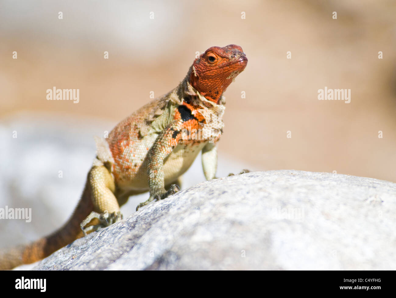 Female lava lizard shedding her skin on Espanola Island in the Galapagos Islands Ecuador Stock Photo