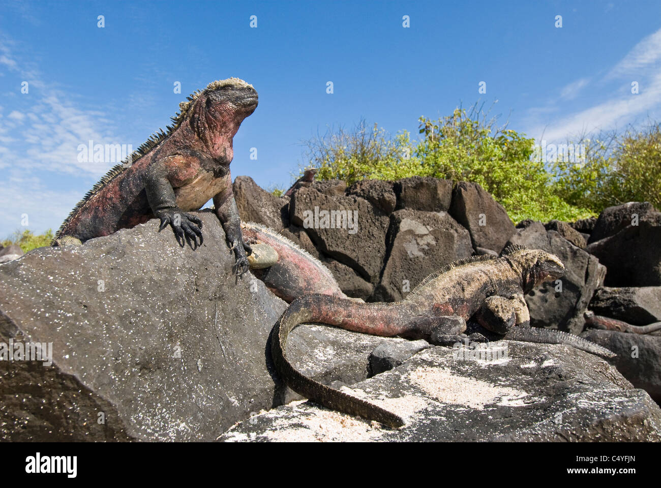 Marine iguanas resting on Espanola Island in the Galapagos Islands Ecuador Stock Photo