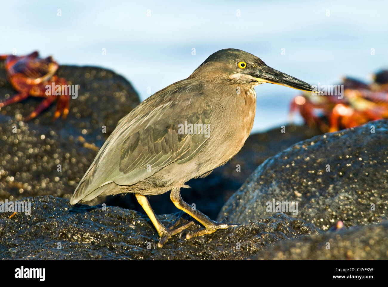 Striated heron (Butorides striata) on Floreana Island in the Galapagos Islands Ecuador Stock Photo