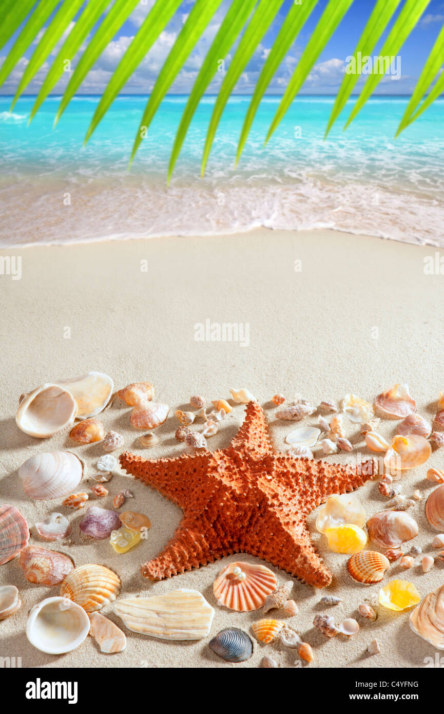 beach sand starfish caribbean tropical sea summer vacation background Stock Photo