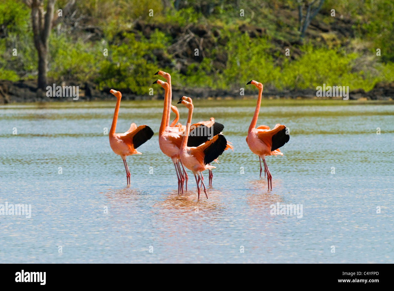 Greater flamingos in courtship 'dance' in lagoon on Floreana Island in the Galapagos Islands Ecuador Stock Photo