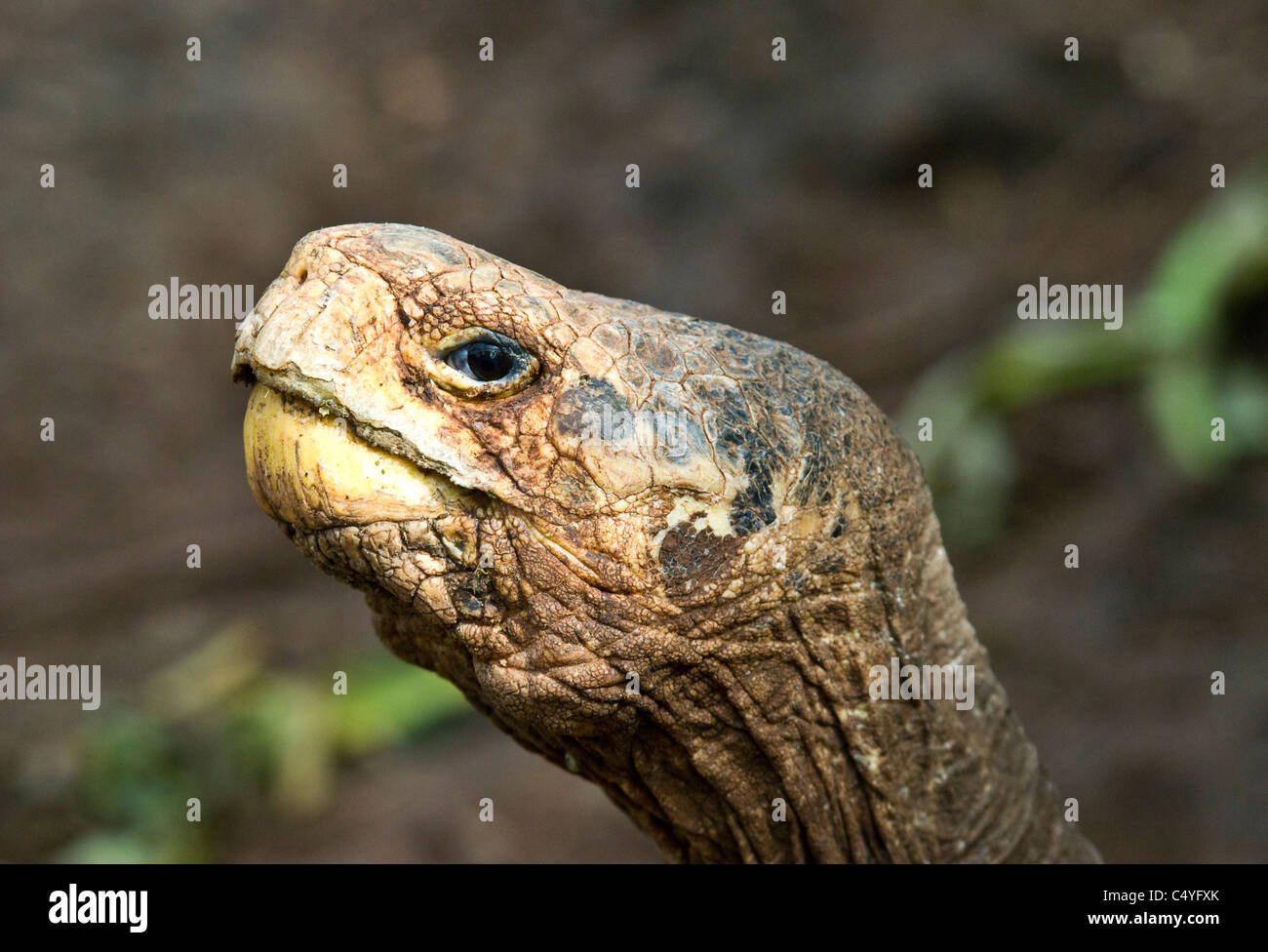 Galapagos giant tortoise at the Darwin Research Station on Santa Cruz Island in the Galapagos Islands Stock Photo