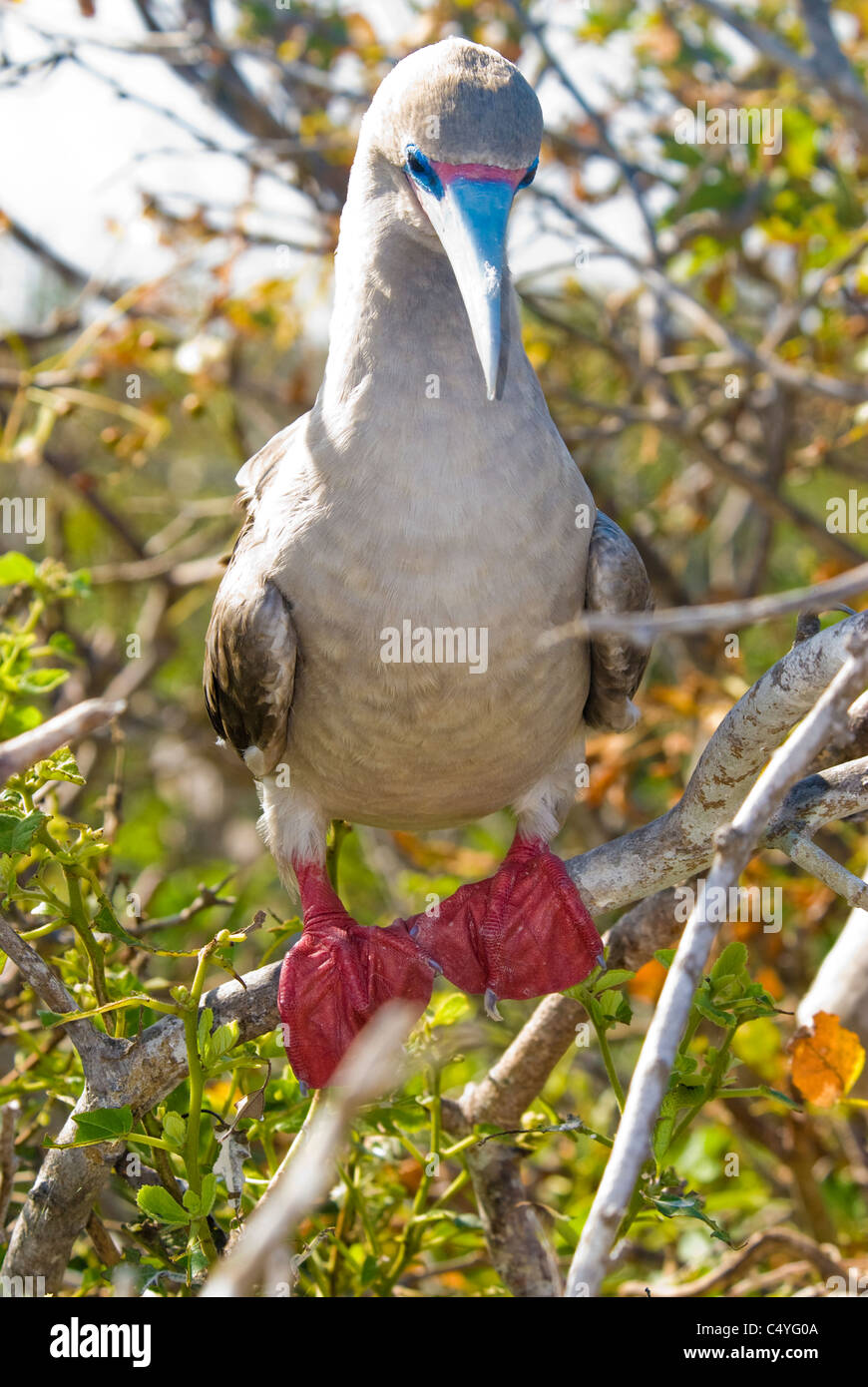 Red-footed booby (rare white phase) perched in tree on Genovesa Island in the Galapagos Islands Ecuador Stock Photo