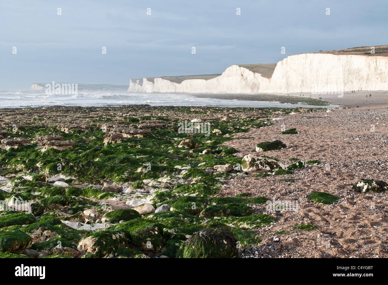 Seven sisters white chalk cliffs Birling Gap beach. Tide out sea weed on rocks East Sussex, England UK Coastline English channel Stock Photo