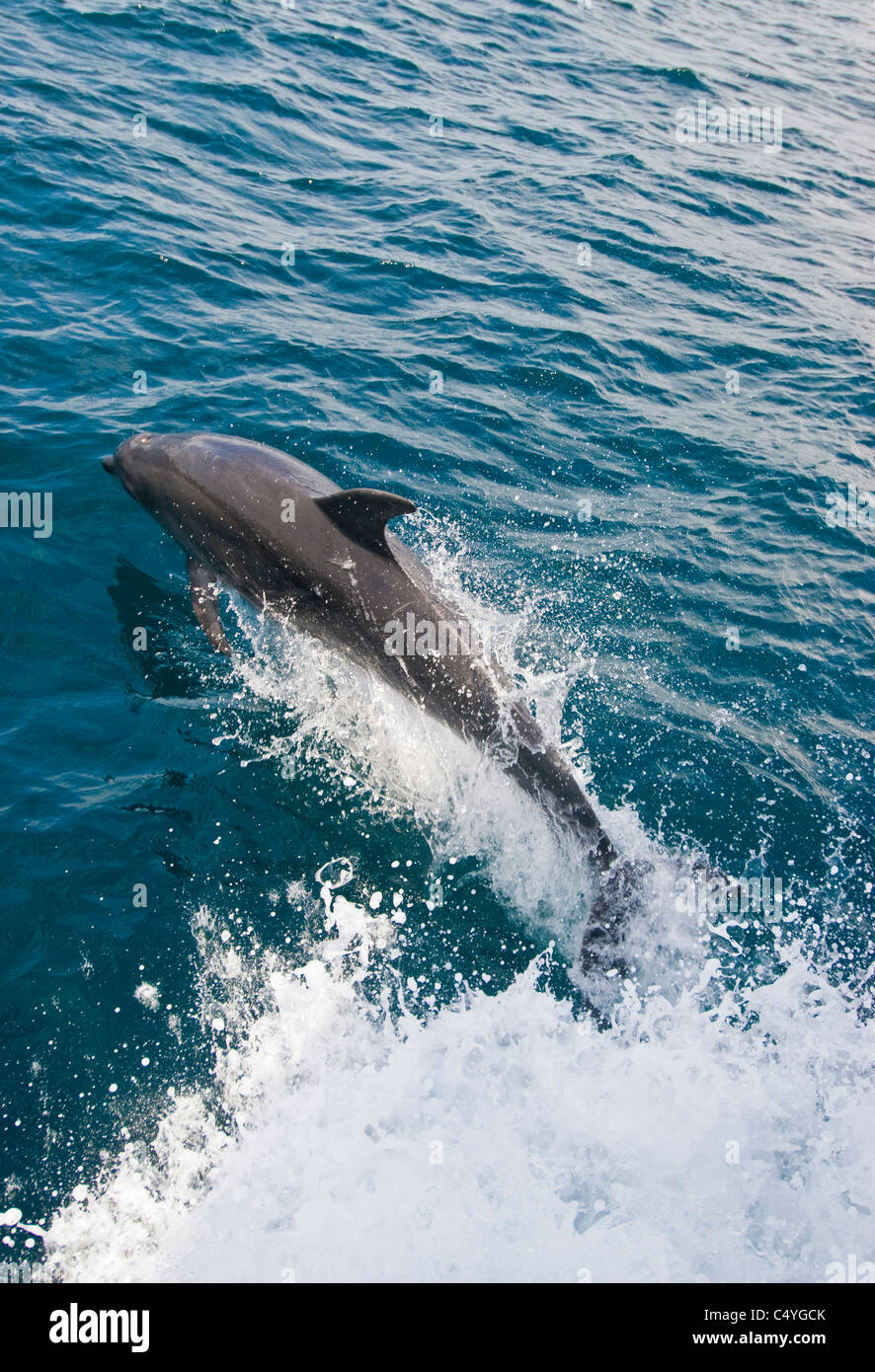 Bottlenose dolphin riding bow wave in the Galapagos Islands Ecuador Stock Photo