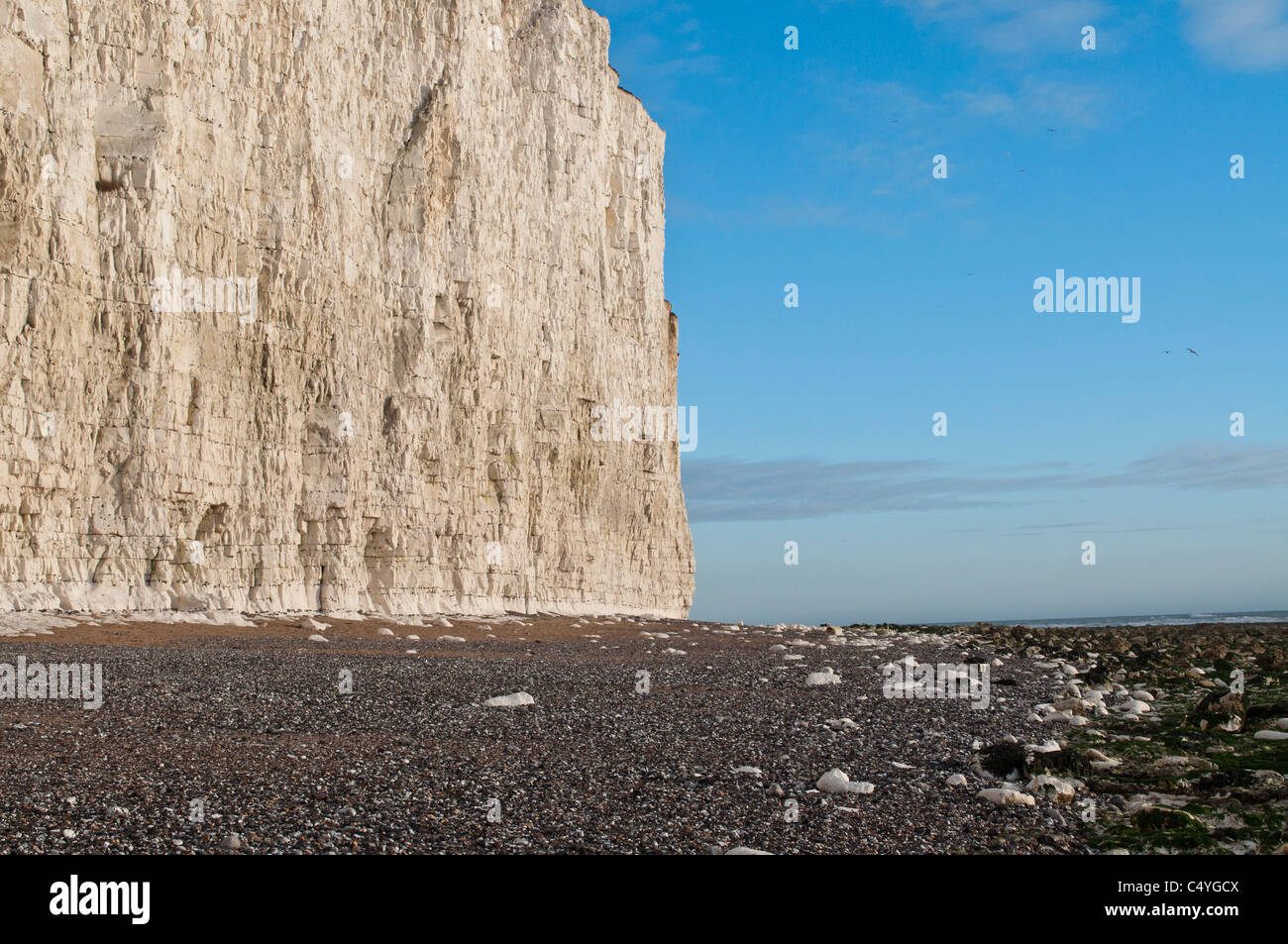 White chalk cliffs Birling Gap beach,  East Sussex, England UK. Coastline English channel Stock Photo