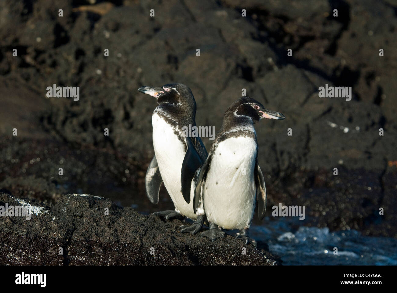 Endangered Galapagos penguin pair (Spheniscus mendiculus) on Bartolome Island in the Galapagos Islands Ecuador Stock Photo