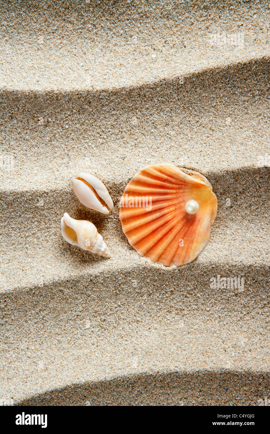 beach sand pearl clam shell summer vacation still life Stock Photo Alamy