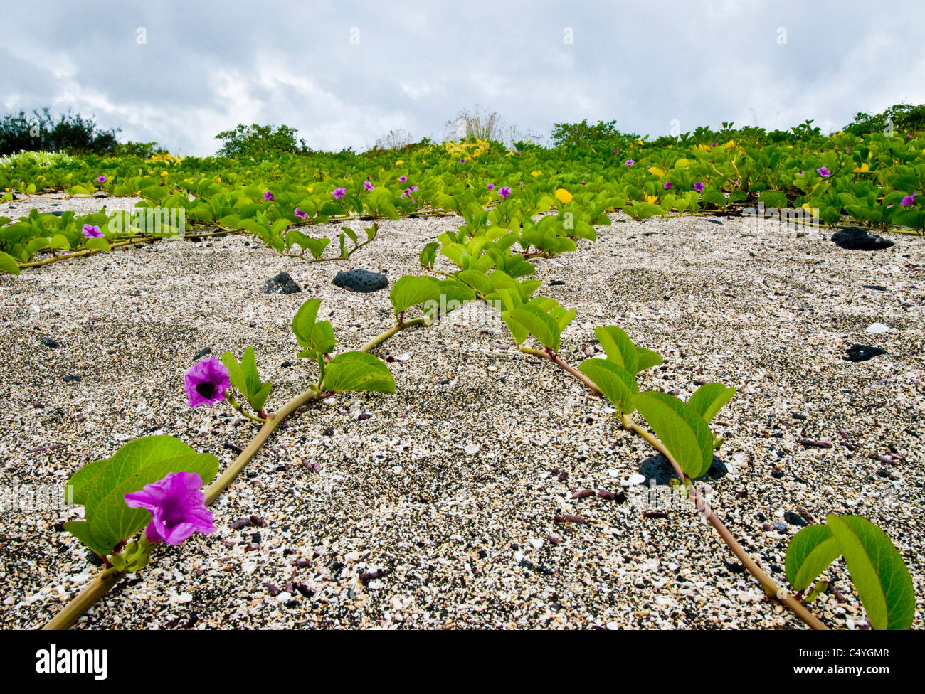 Beach morning glory (Ipomoea pes-caprae) on Santiago Island in the Galapagos Islands Ecuador Stock Photo