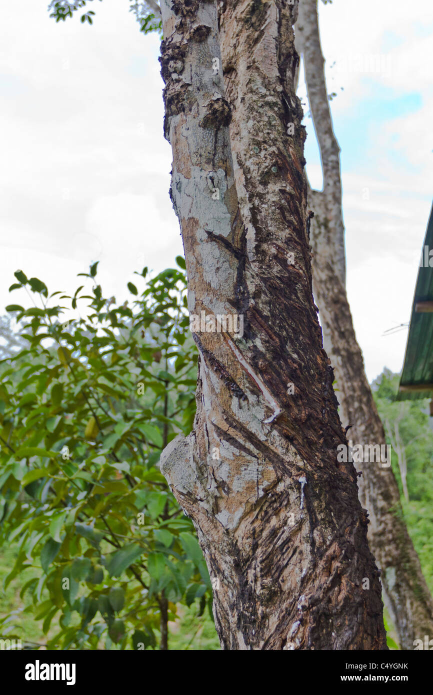 Hevea brasiliensis, the Pará rubber tree, or rubber tree with latex sap. Stock Photo
