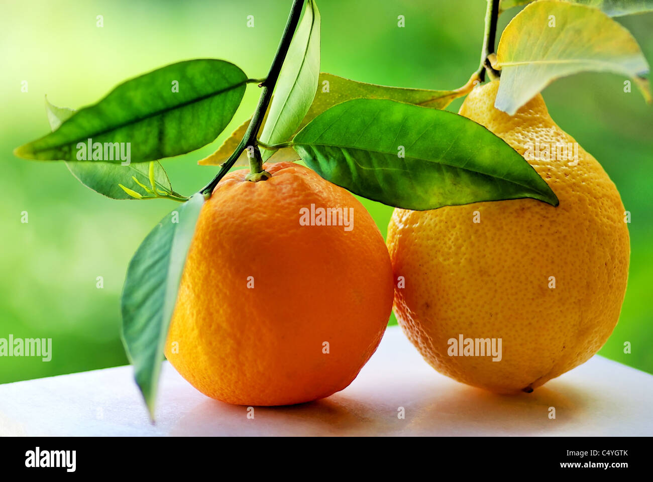 Orange and lemon on green background Stock Photo Alamy