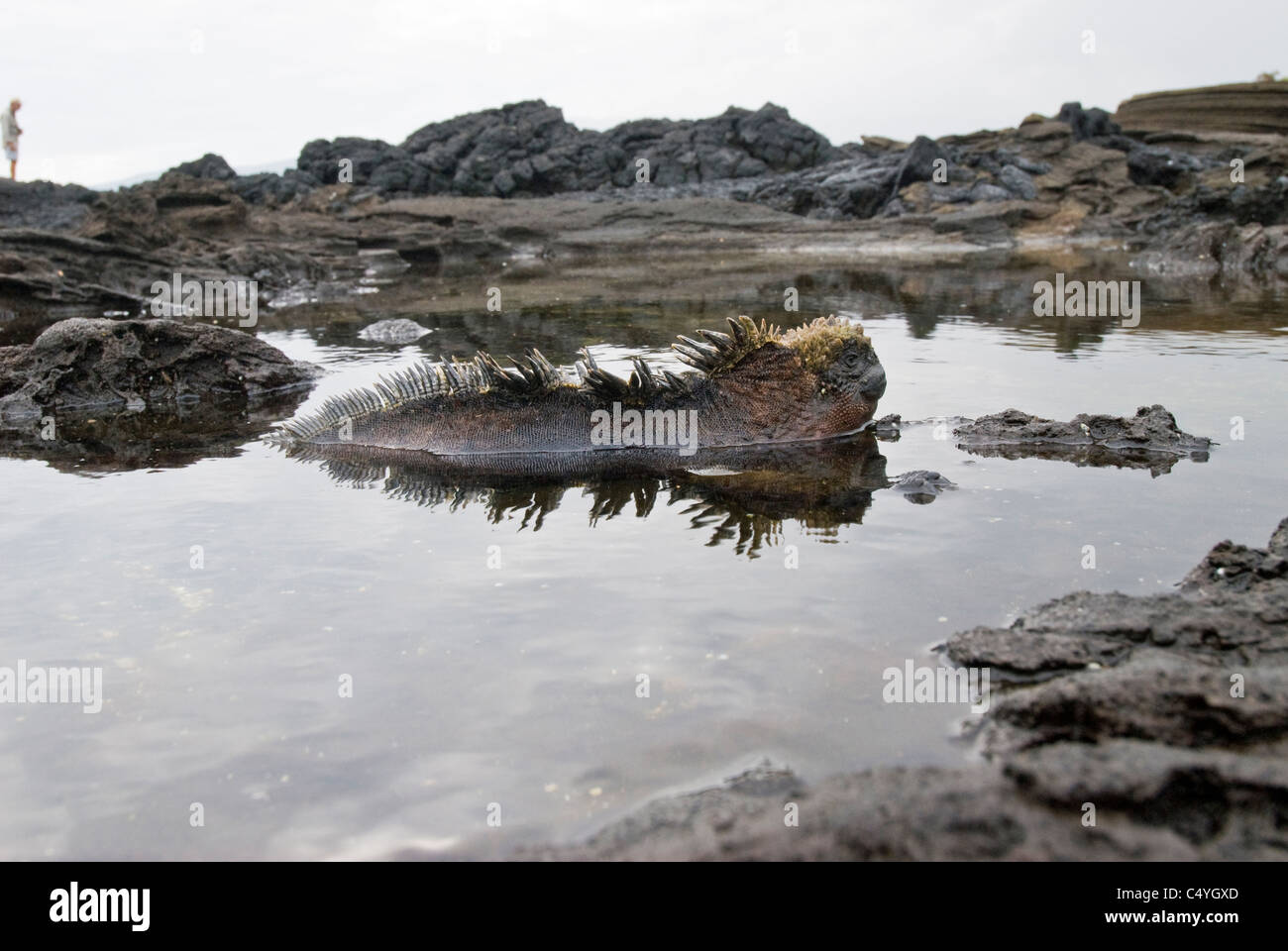 Marine iguanas (Amblyrhynchus cristatus) resting in tide pool on Santiago Island in the Galapagos Islands Ecuador Stock Photo