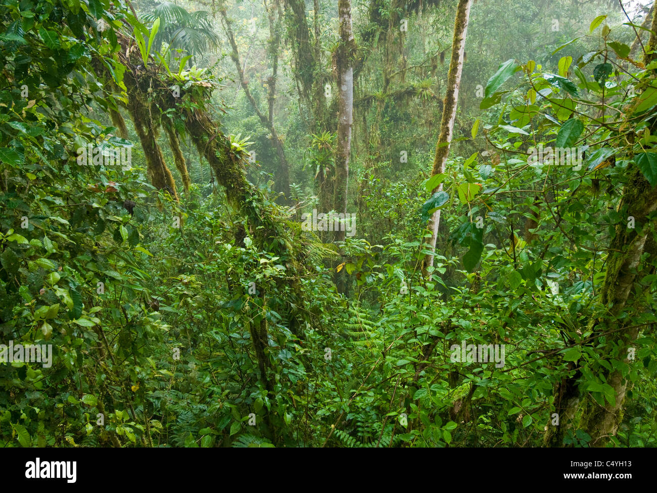 Cloud forest in northern Ecuador Stock Photo