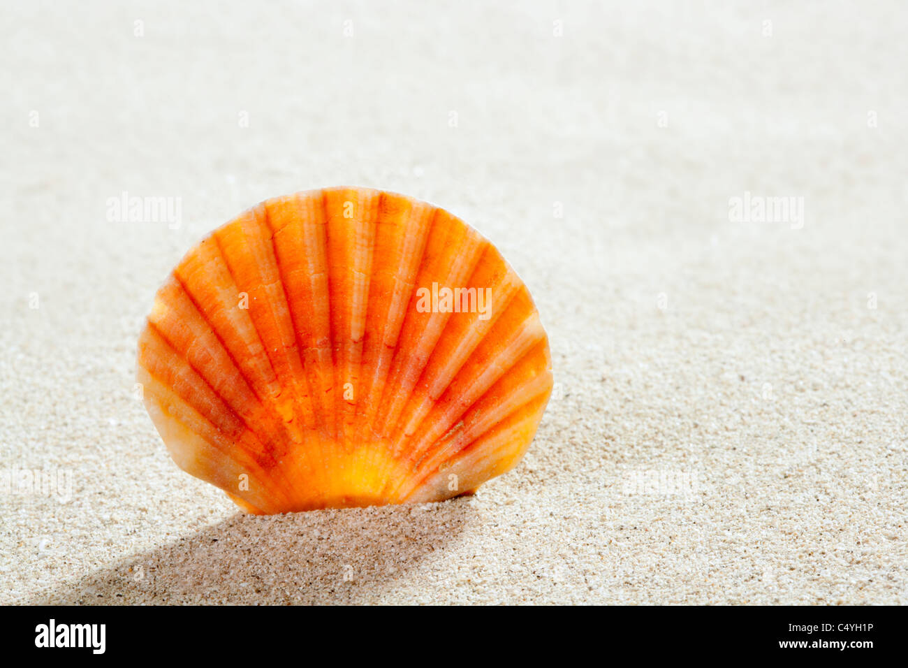 beach shell in white sand like a summer vacation background Stock Photo