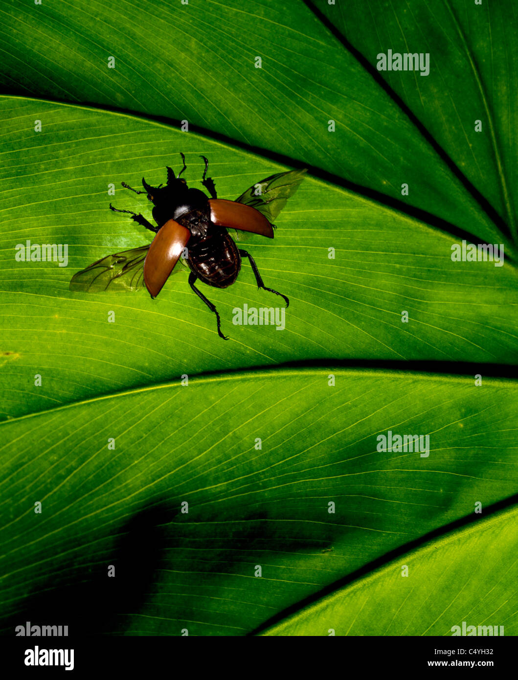 A tropical beetle bug on a bright green leaf Stock Photo