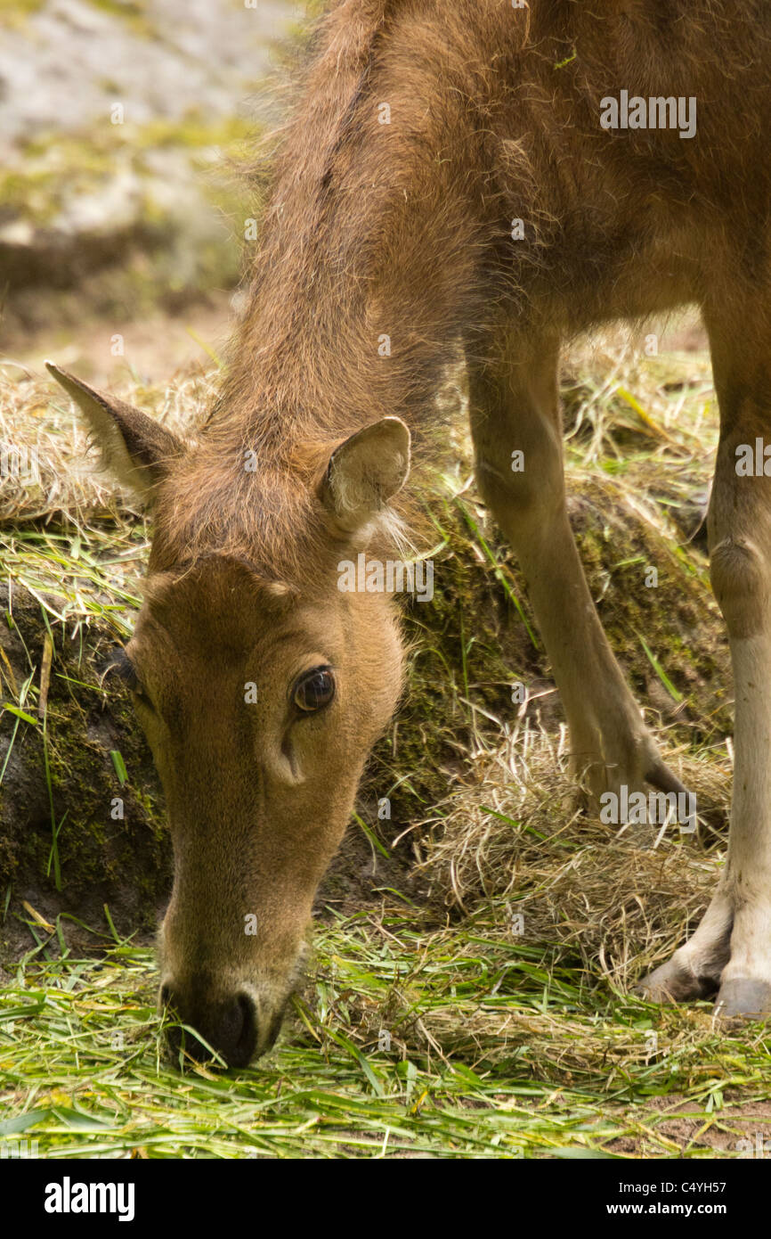 Wild Deer Stock Photo