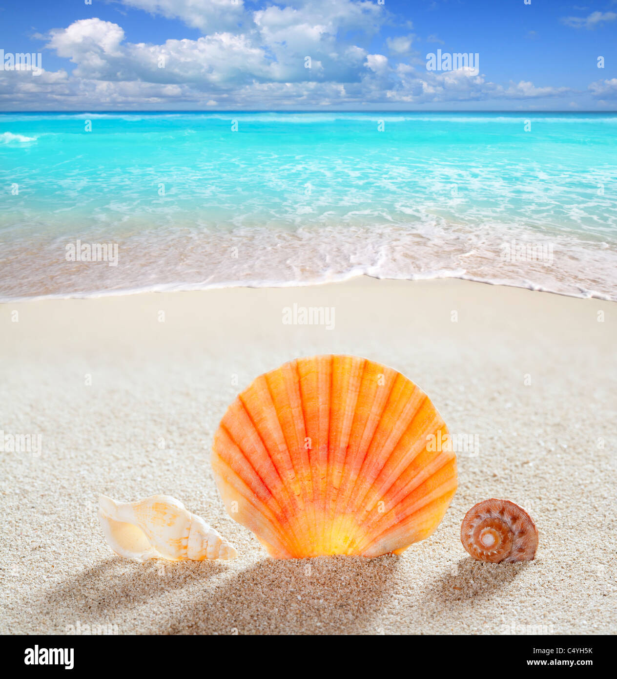 beach shell in white sand like a summer vacation background on turquoise Caribbean sea Stock Photo