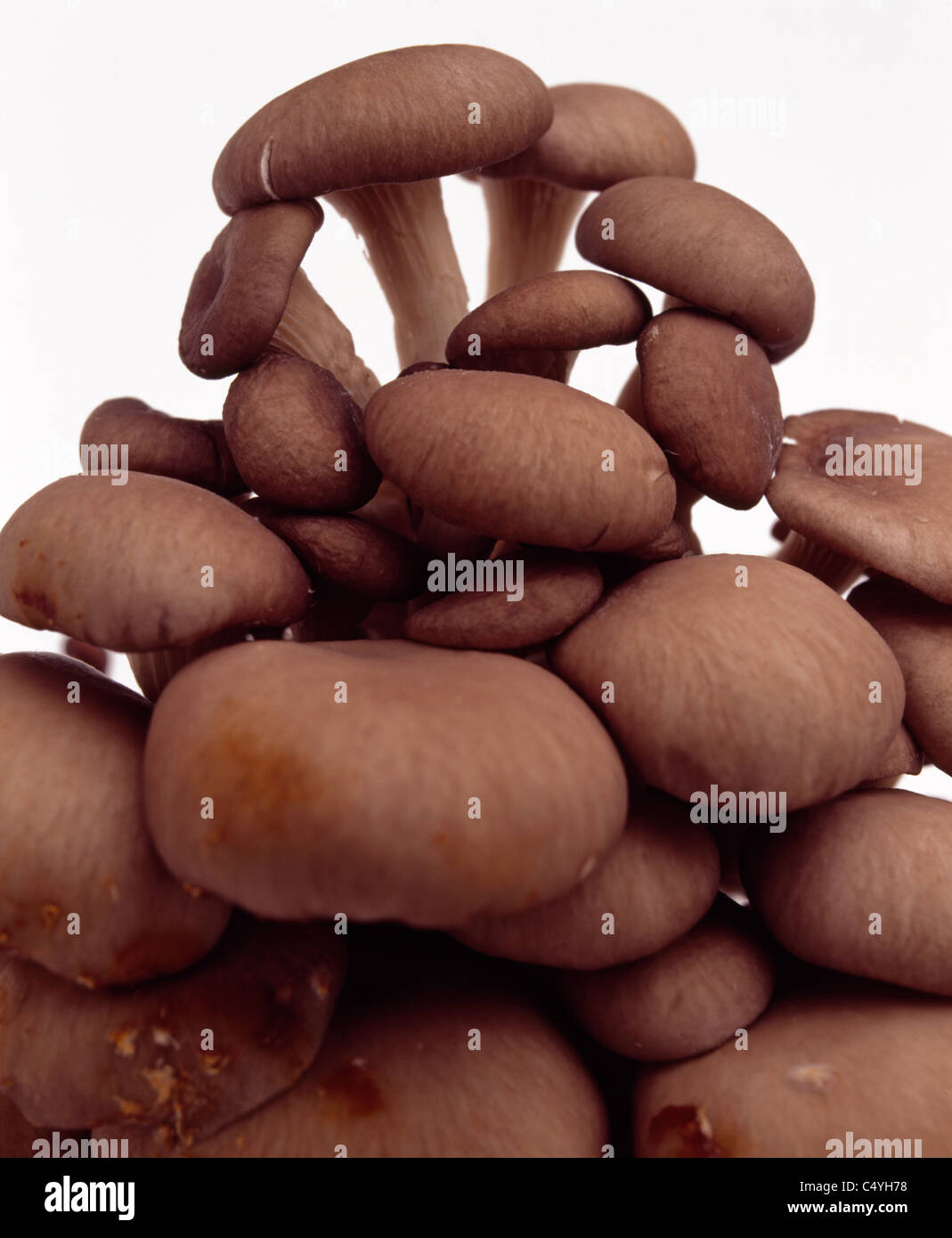 A stack of brown Baby Oyster mushrooms Stock Photo Alamy