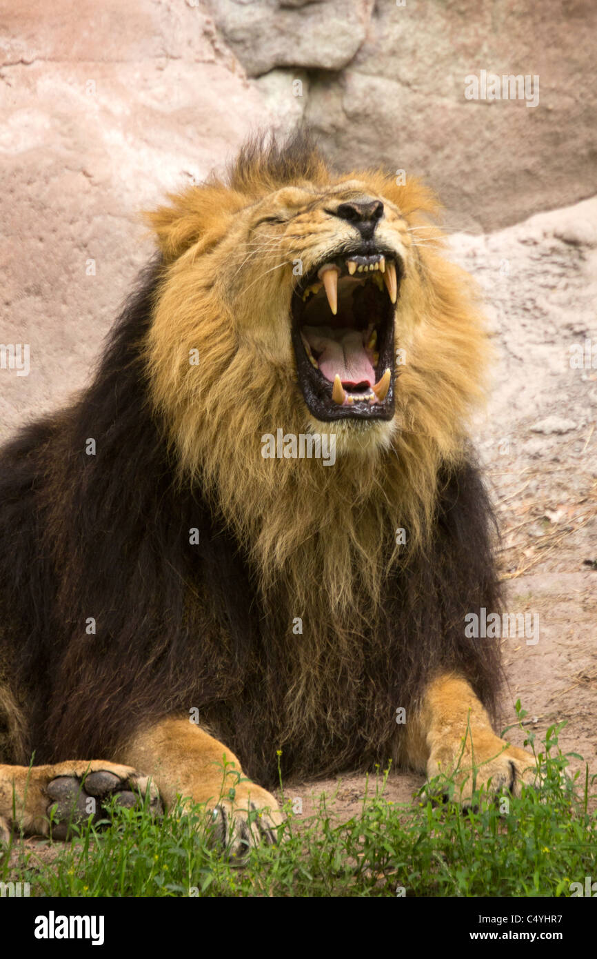 Black and yellow lion hi-res stock photography and images - Alamy