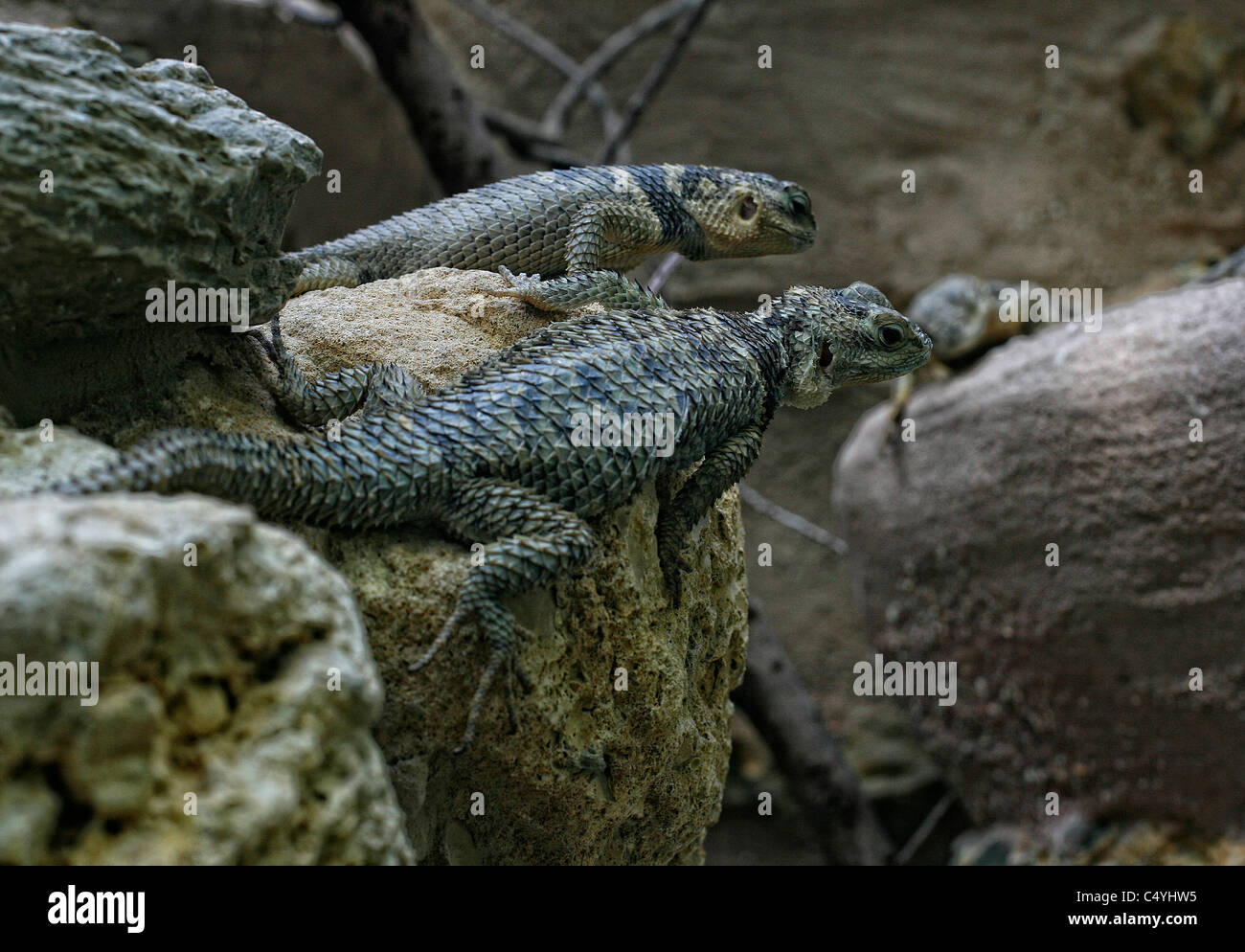 A couple of blue spiny lizards ( Sceloporus Serrifer Cyanogenys ) lingering on a rock. Stock Photo