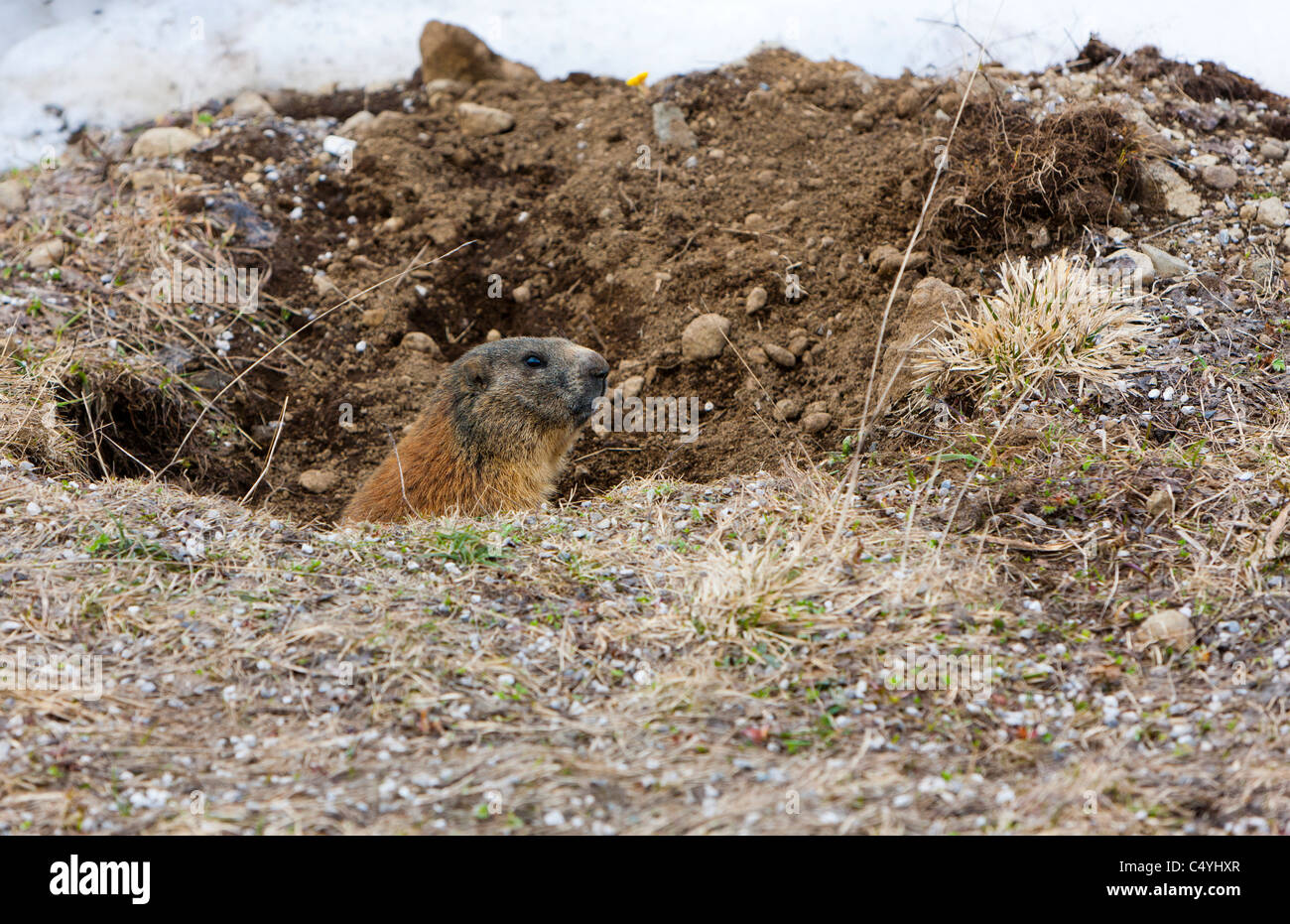 The Alpine Marmot (Marmota marmota) spring 2011, Sass Pordoi, Trentino-Alto Adige, Dolomites, Italy, Europe Stock Photo
