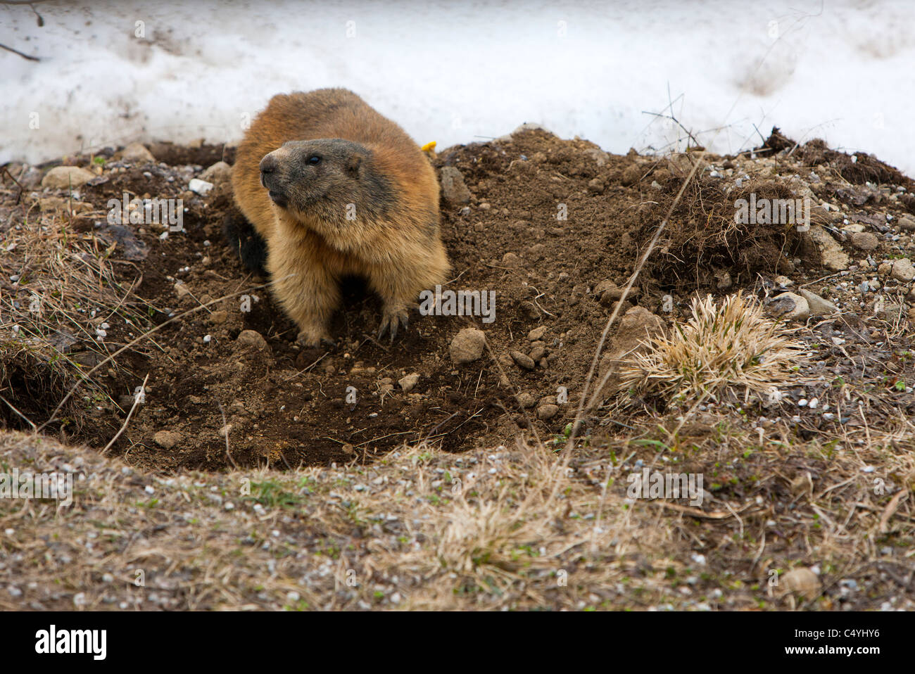 The Alpine Marmot (Marmota marmota) spring 2011, Sass Pordoi, Trentino-Alto Adige, Dolomites, Italy, Europe Stock Photo