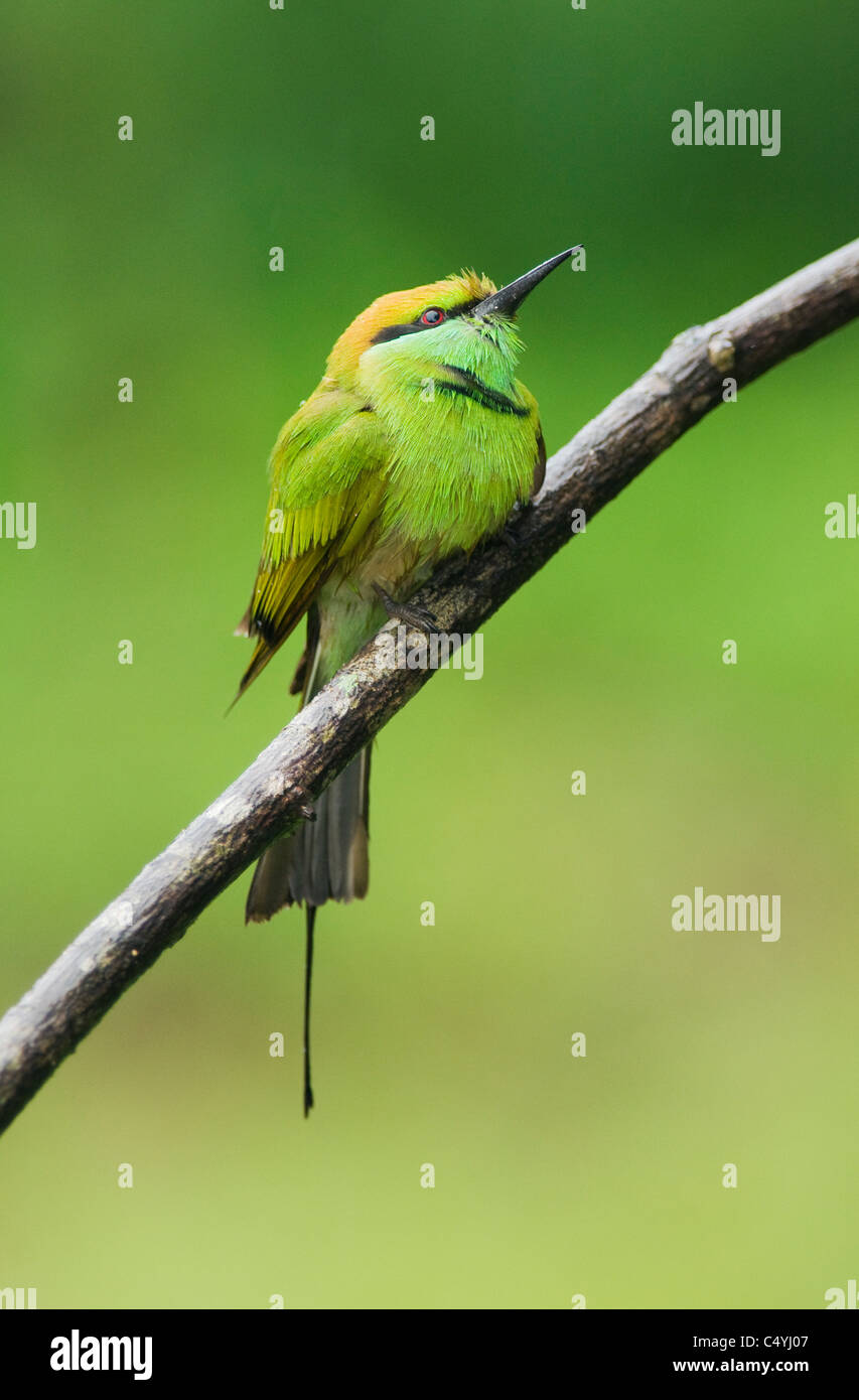 Green Bee-eater (Merops orientalis) WILD, Yala National Park, Sri Lanka Stock Photo