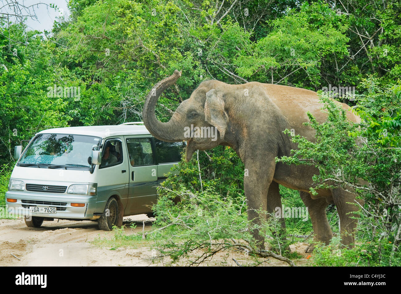Asian or Asiatic Elephant (Elephas maximus) WILD, approaching tourist vehicle, Yala National Park, Sri Lanka Stock Photo
