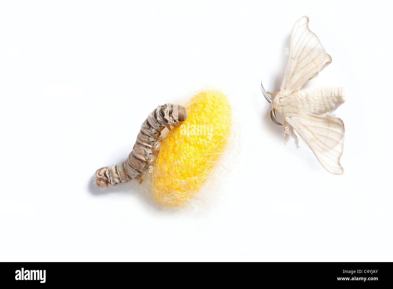 butterfly of silkworm with cocoon silk worm showing the three stages of its life Stock Photo