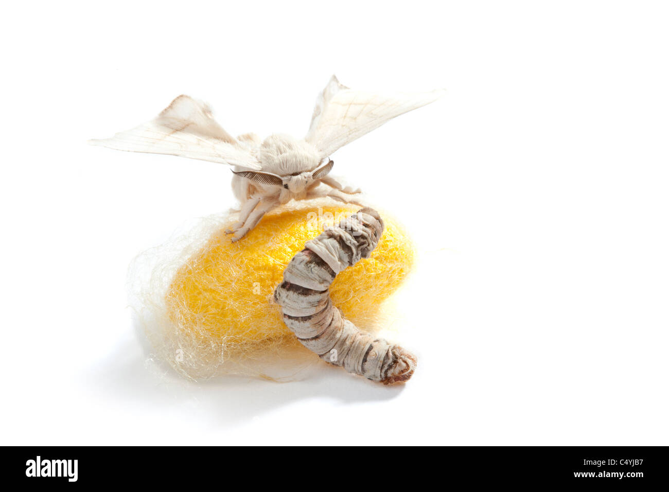 butterfly of silkworm with cocoon silk worm showing the three stages of its life Stock Photo