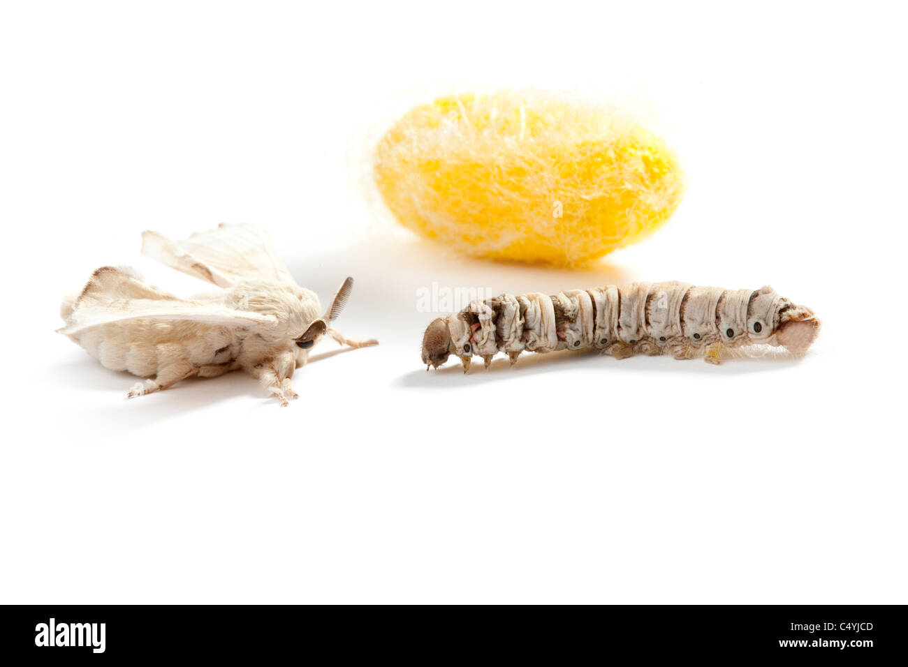 butterfly of silkworm with cocoon silk worm showing the three life stages Stock Photo