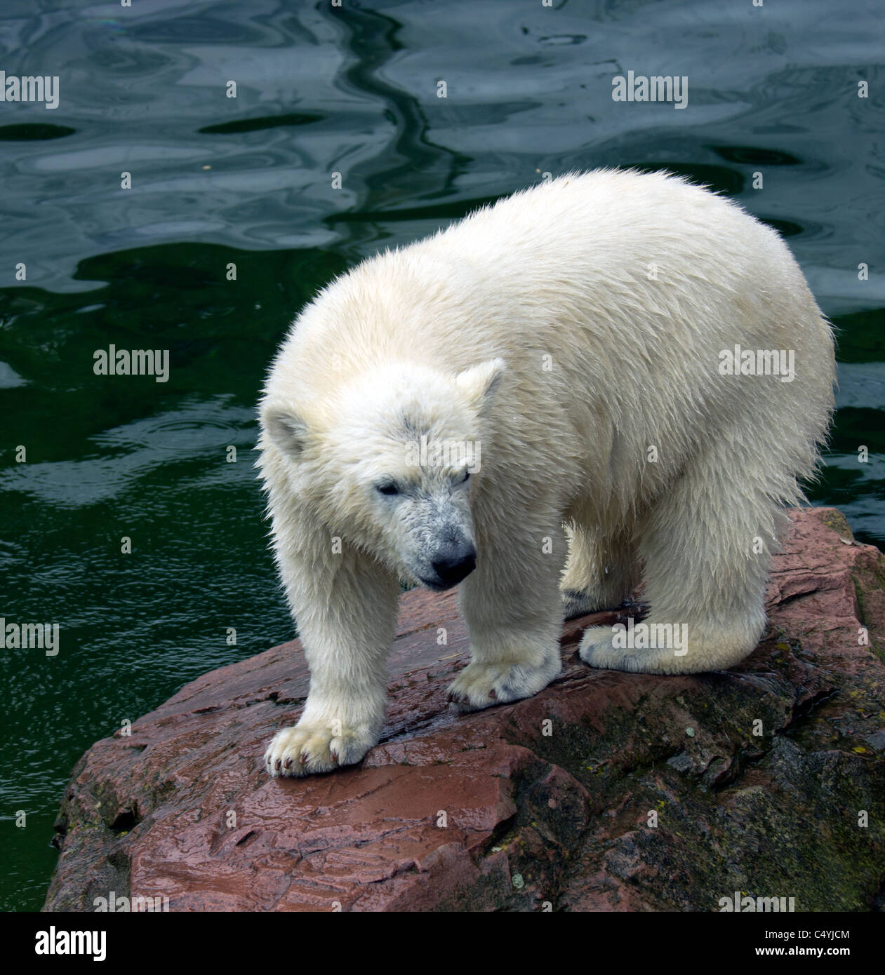 Antarctic polar bear hi-res stock photography and images - Alamy
