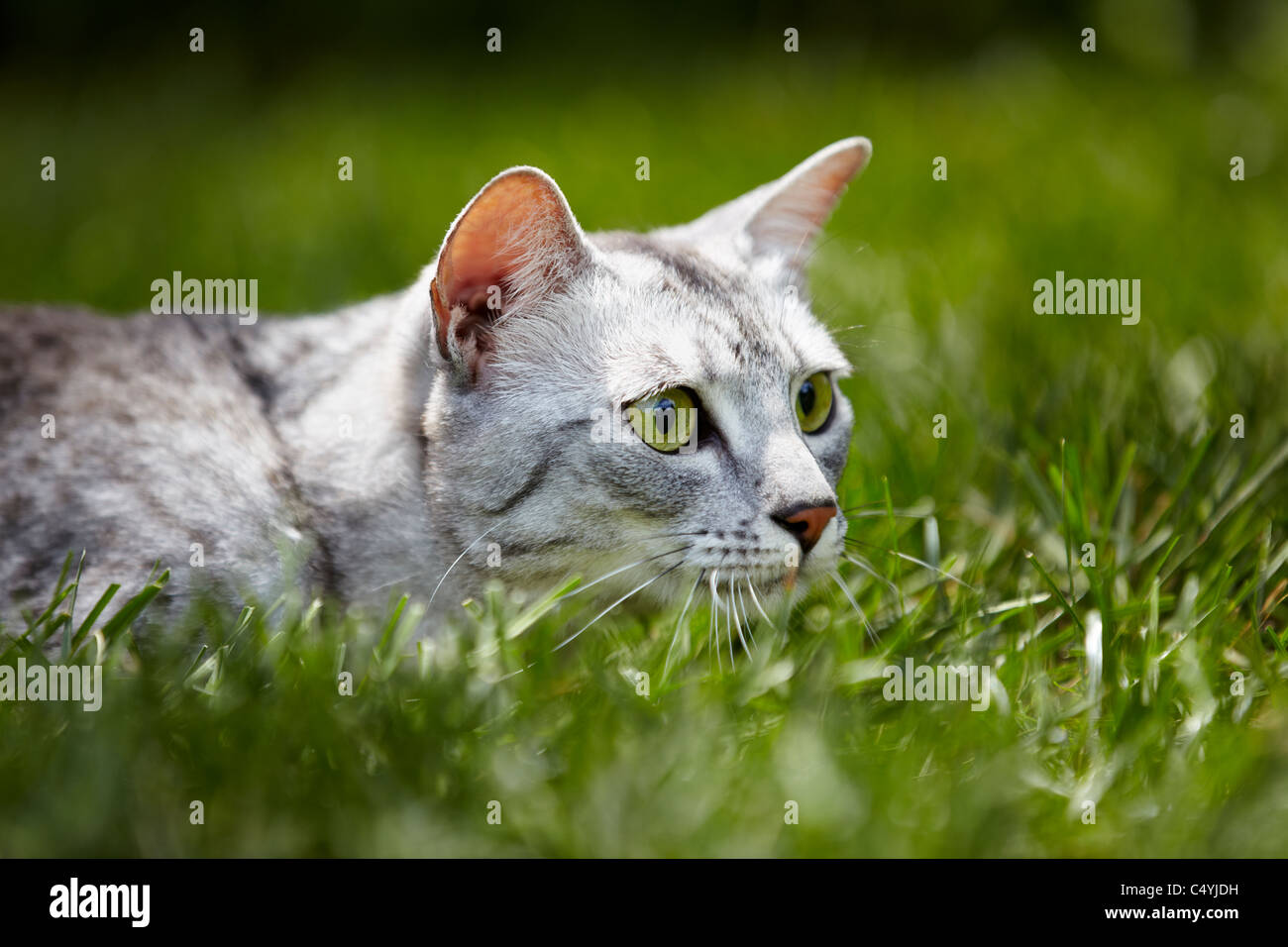 Egyptian Mau cat hunting Stock Photo
