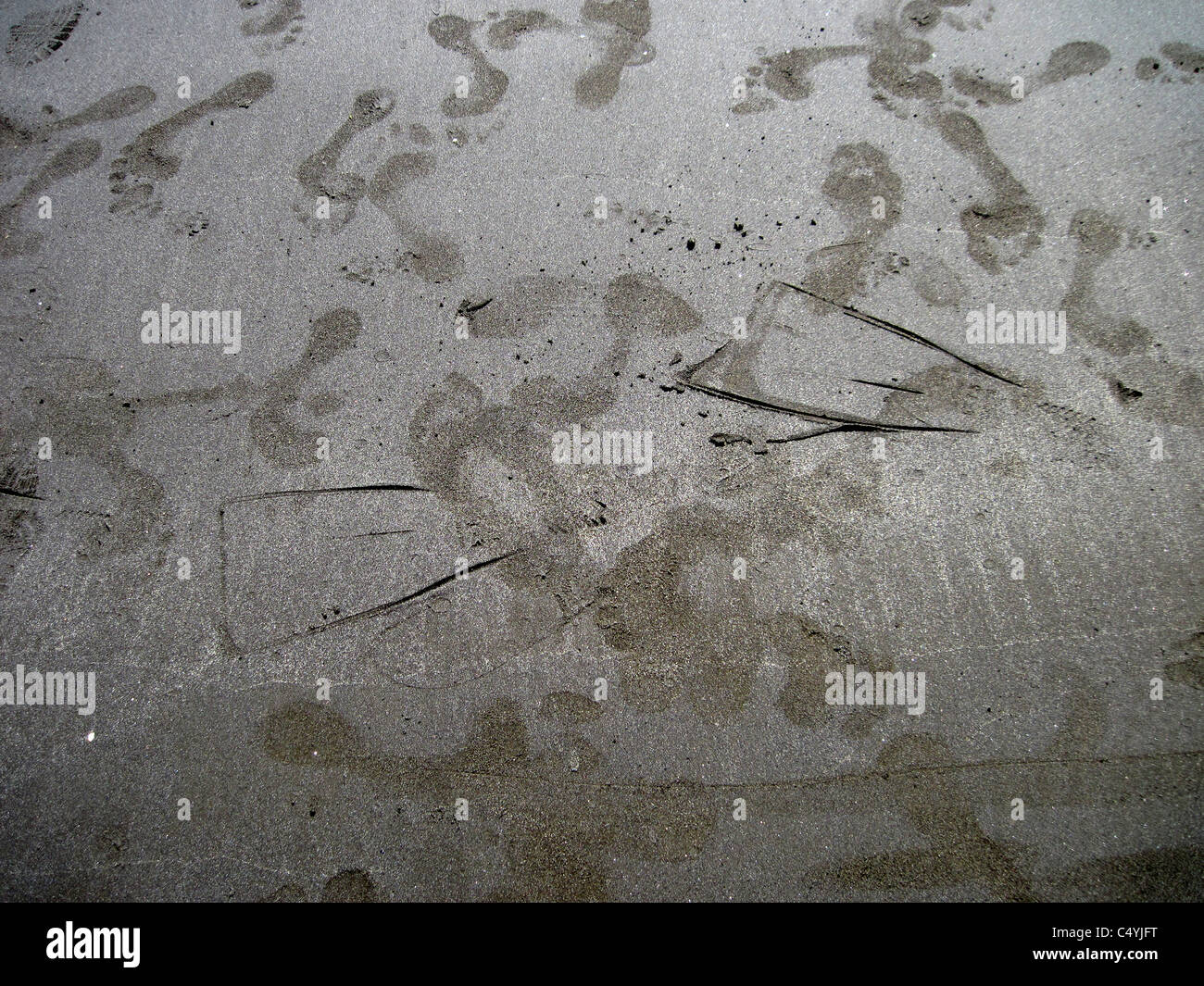 Flipper prints and footprints on wet sand beach, Maui, Hawaii Stock Photo