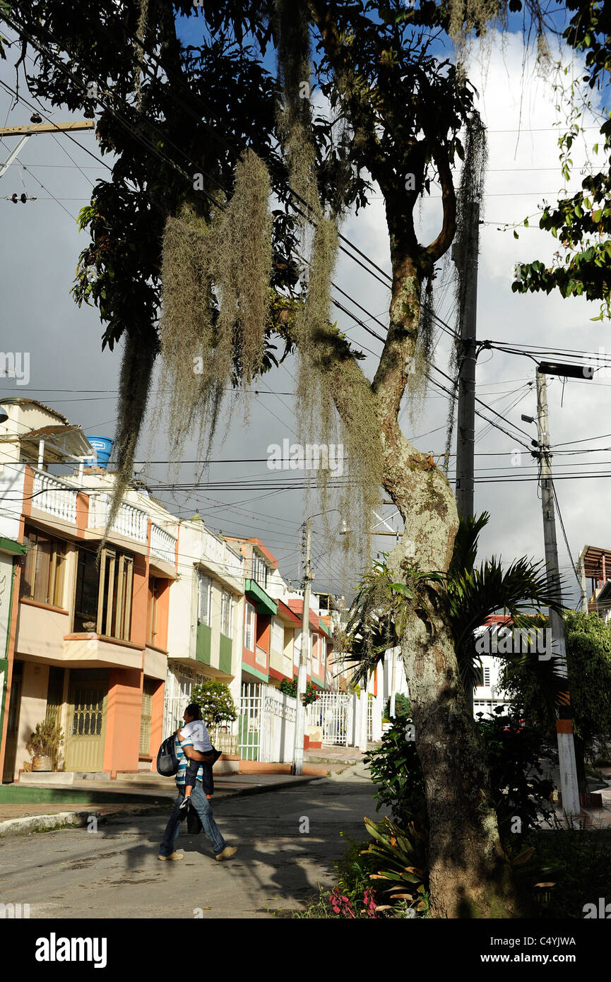 Spanish moss resembling grey hair hanging from tree branches Stock Photo