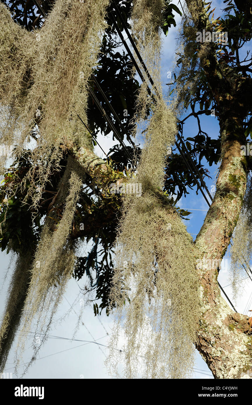 Spanish moss resembling grey hair hanging from tree branches Stock Photo