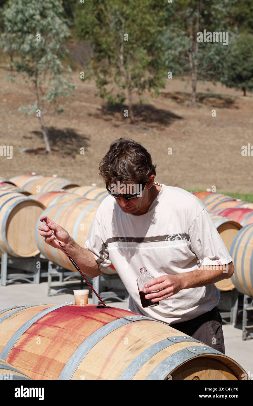 Cellarmaster using a 'wine thief' to check the fermentation of red wine. Tempus Two winery, Hunter Valley, NSW, Australia. Stock Photo