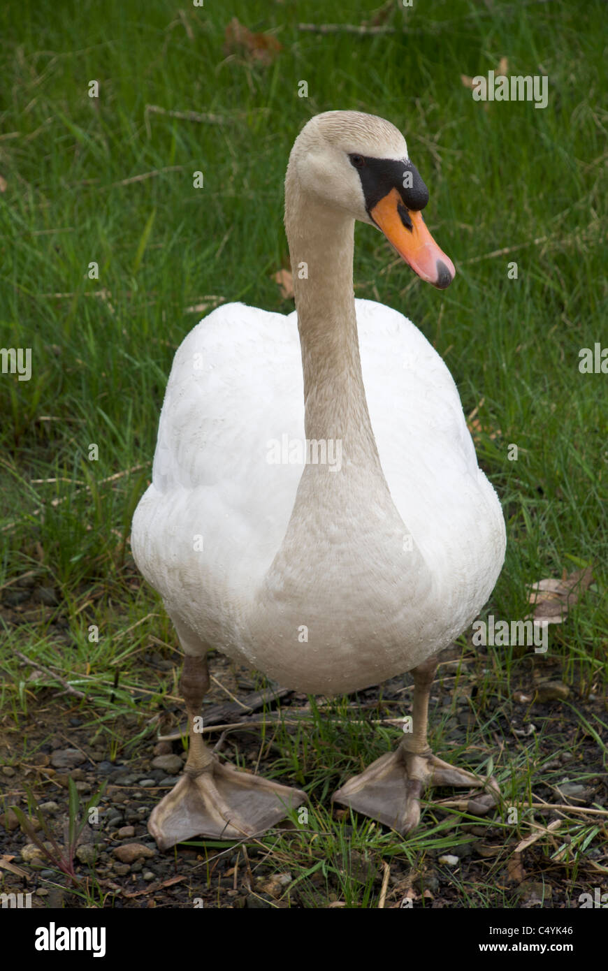 A swan poses for a picture at Dighton Rock State Park. Stock Photo